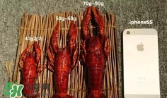 蝦子怎么吃？蝦子的吃法