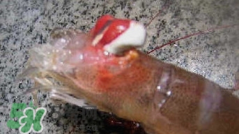 油燜大蝦怎么洗？油燜大蝦怎么清洗