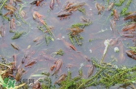 蝦子怎么養(yǎng)？蝦子如何養(yǎng)