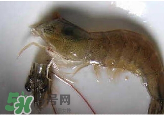 油燜大蝦怎么洗？油燜大蝦怎么清洗