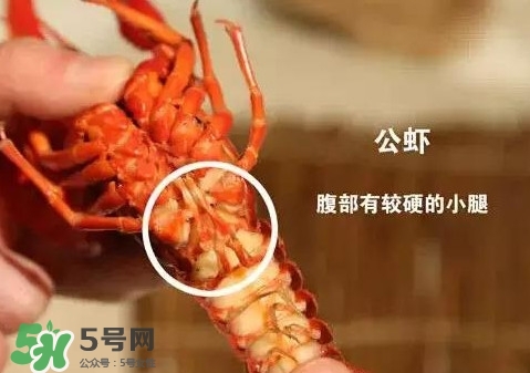 蝦子怎么吃？蝦子的吃法