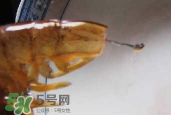 油燜大蝦怎么洗？油燜大蝦怎么清洗