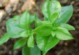 冰菜和穿心蓮是同一種菜嗎？冰菜和穿心蓮是一科嗎？