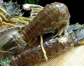 蝦爬子是寒性的嗎？蝦爬子是熱性的還是寒性的？