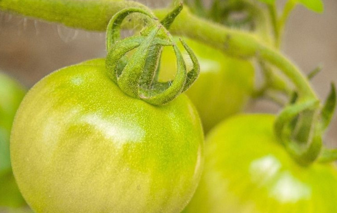 青番茄可以吃嗎？青番茄能不能吃
