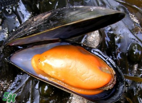 淡菜什么時候最肥？淡菜什么時候吃最好？