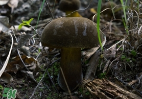 美味牛肝菌多少錢一斤？一斤牛肝菌多少錢？