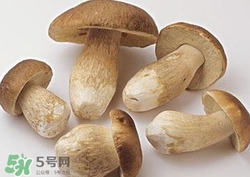 美味牛肝菌多少錢一斤？一斤牛肝菌多少錢？