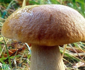 美味牛肝菌多少錢一斤？一斤牛肝菌多少錢？