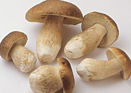 牛肝菌怎么吃？牛肝菌怎么做不會中毒