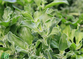 冰菜是什么菜？冰菜和冰草一樣嗎？