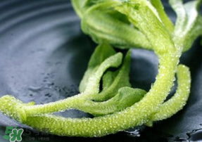 冰菜是什么菜？冰菜和冰草一樣嗎？