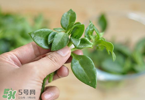 冰菜和穿心蓮是同一種菜嗎？冰菜和穿心蓮是一科嗎？