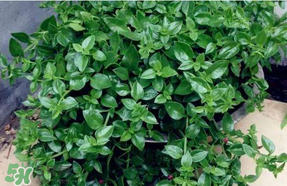 冰菜和穿心蓮是同一種菜嗎？冰菜和穿心蓮是一科嗎？