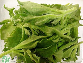 冰菜可以生吃嗎？冰菜能生吃嗎？