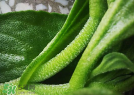 冰菜可以生吃嗎？冰菜能生吃嗎？