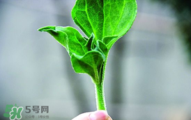 冰菜怎么吃？冰菜可以炒著吃嗎？