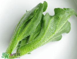 冰菜怎么吃？冰菜可以炒著吃嗎？