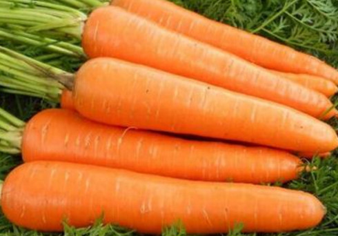 胡蘿卜與什么不能同食？胡蘿卜不能和什么一起吃