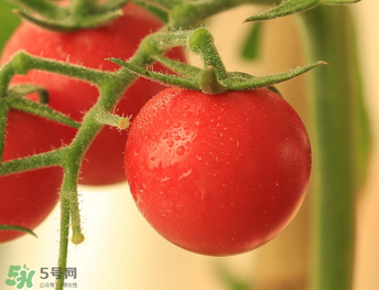 千禧果和圣女果的區(qū)別 千禧果和圣女果哪個(gè)好吃？