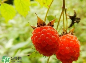 刺泡怎么吃？刺泡使用方法