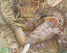 瀨尿蝦是皮皮蝦嗎？瀨尿蝦和皮皮蝦的區(qū)別