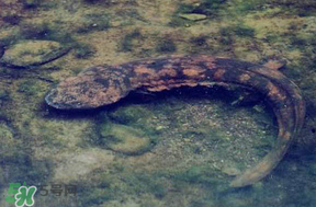 娃娃魚(yú)多少錢一斤2017？2017娃娃魚(yú)多少錢一斤？