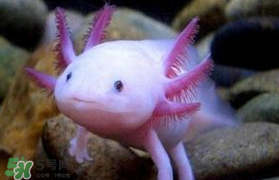 娃娃魚(yú)多少錢一斤2017？2017娃娃魚(yú)多少錢一斤？