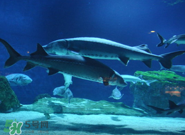 中華鱘多少錢(qián)一斤？中華鱘多少錢(qián)一斤2017？