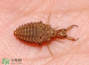 蟻獅價(jià)格多少錢一斤？蟻獅多少錢一克？