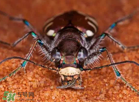 蟻獅價(jià)格多少錢一斤？蟻獅多少錢一克？