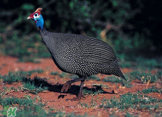 珍珠雞多少錢一斤2017？2017珍珠雞多少錢一斤？