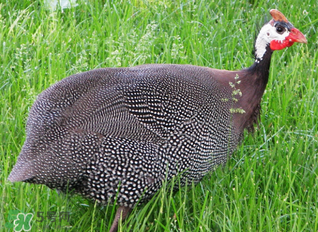 珍珠雞多少錢一斤2017？2017珍珠雞多少錢一斤？