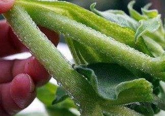 冰菜怎么吃？冰菜可以炒著吃嗎？