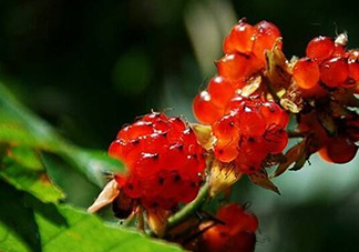 刺泡怎么吃？刺泡使用方法