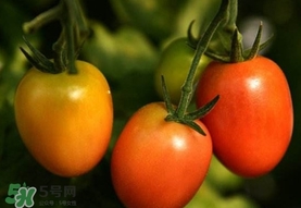 圣女果是小西紅柿嗎？圣女果和西紅柿的區(qū)別