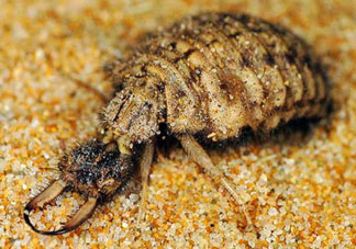 蟻獅價(jià)格多少錢一斤？蟻獅多少錢一克？