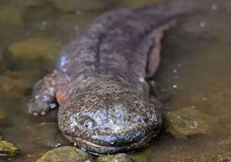 娃娃魚多少錢一斤2017？2017娃娃魚多少錢一斤？