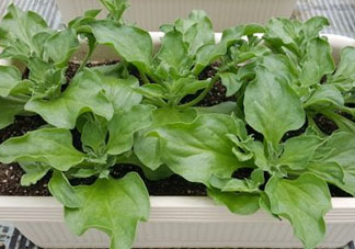 冰菜可以生吃嗎？冰菜能生吃嗎？