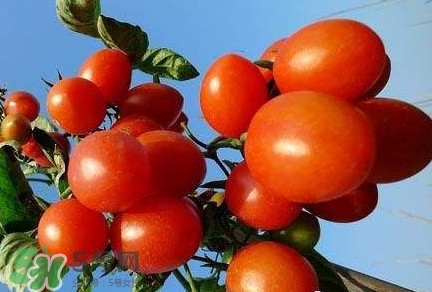 怎樣種植小番茄？小番茄怎么種