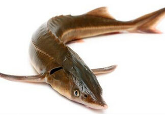 中華鱘多少錢一斤？中華鱘多少錢一斤2017？