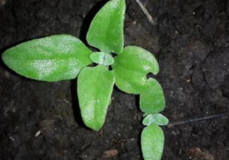 冰菜是什么菜？冰菜和冰草一樣嗎？