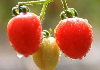 怎樣種植小番茄？小番茄怎么種