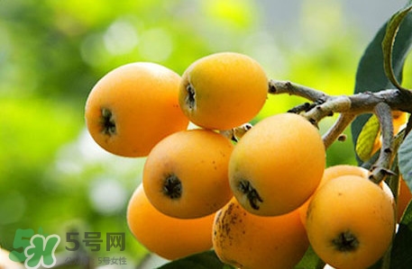 枇杷不能和什么一起吃？枇杷不能跟什么一起吃