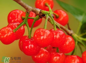 櫻桃可以帶上飛機(jī)嗎？坐飛機(jī)可以帶櫻桃嗎？