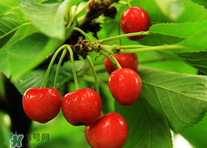 櫻桃可以帶上飛機(jī)嗎？坐飛機(jī)可以帶櫻桃嗎？