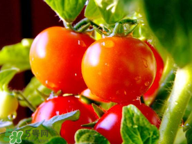 西紅柿和花甲能一起吃嗎？花甲能和西紅柿同吃嗎？