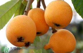 枇杷不能和什么一起吃？枇杷不能跟什么一起吃