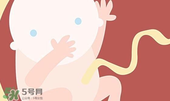 胎兒發(fā)育關(guān)鍵時期是什么時候？胎兒發(fā)育黃金期