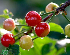 櫻桃可以帶上飛機(jī)嗎？坐飛機(jī)可以帶櫻桃嗎？